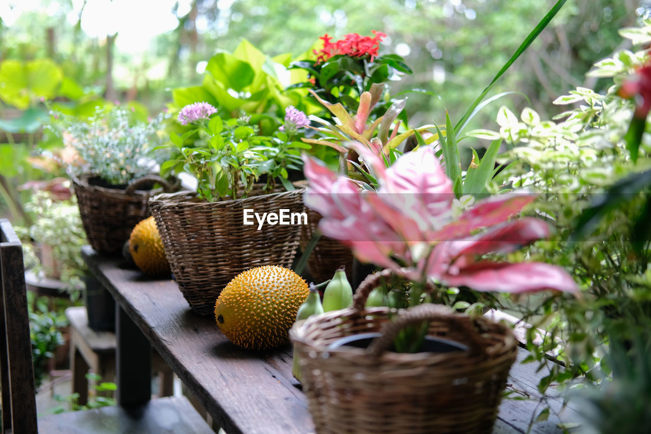 Flower and green plant leaves in wicker basket decorating on terrace balcony