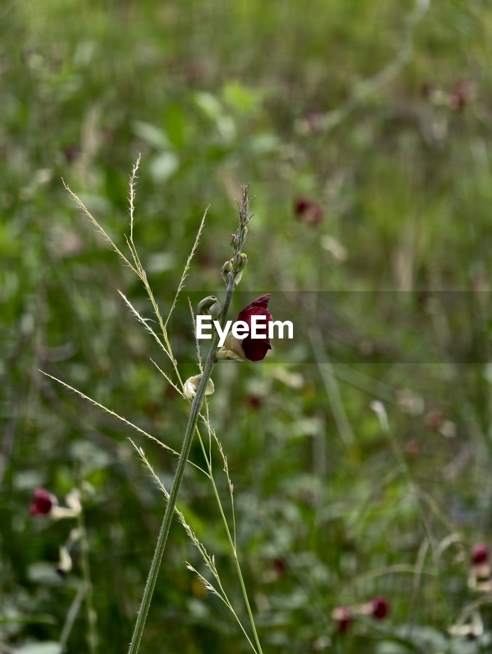 plant, nature, flower, grass, meadow, beauty in nature, no people, animal, red, wildflower, flowering plant, animal themes, close-up, animal wildlife, focus on foreground, freshness, prairie, growth, berry, insect, day, food, outdoors, fragility, one animal, land, wildlife, green, food and drink, leaf, selective focus, fruit, macro photography, environment, field
