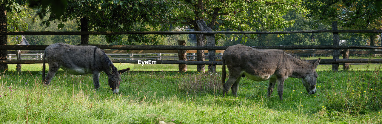 HORSE GRAZING IN FIELD