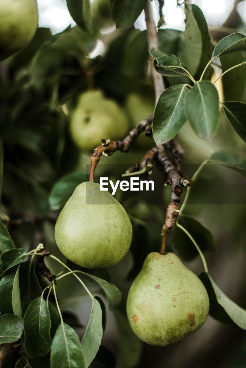 close-up of fruit growing on tree