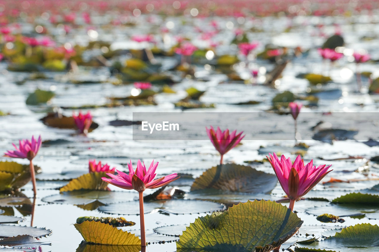 flower, flowering plant, water lily, plant, beauty in nature, water, nature, freshness, leaf, floating, floating on water, pink, lake, no people, petal, fragility, lotus water lily, lily, outdoors, day, plant part, flower head, close-up, focus on foreground, autumn, inflorescence