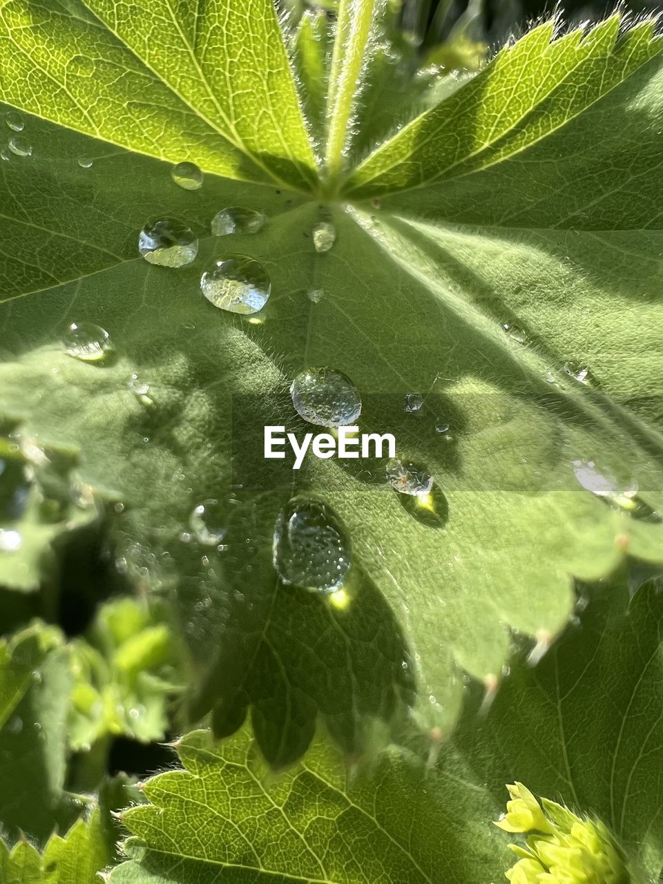 leaf, plant part, plant, green, nature, drop, close-up, growth, water, beauty in nature, wet, tree, freshness, no people, fragility, flower, day, leaf vein, outdoors, backgrounds, full frame, sunlight, dew, macro photography, moisture, selective focus, rain, macro, spider web