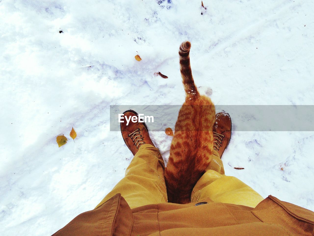 Low section of man with cat standing on snow covered field