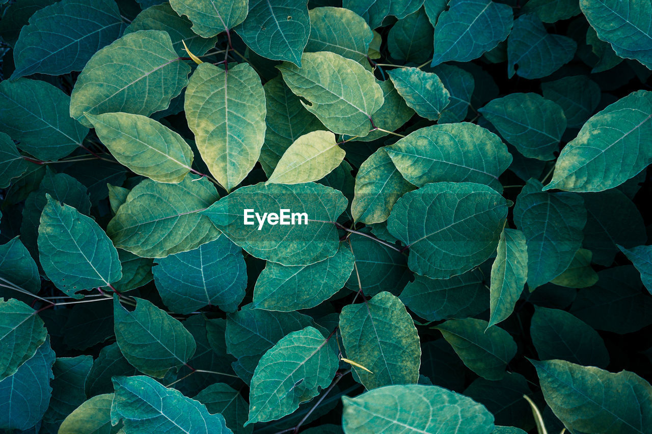 full frame shot of green leaves