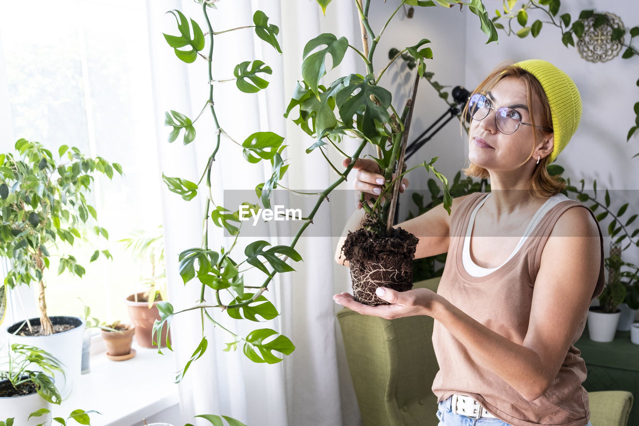 Woman is taking care of rhaphidophora tetrasperma, mini monstera. urban jungle, gardening concept