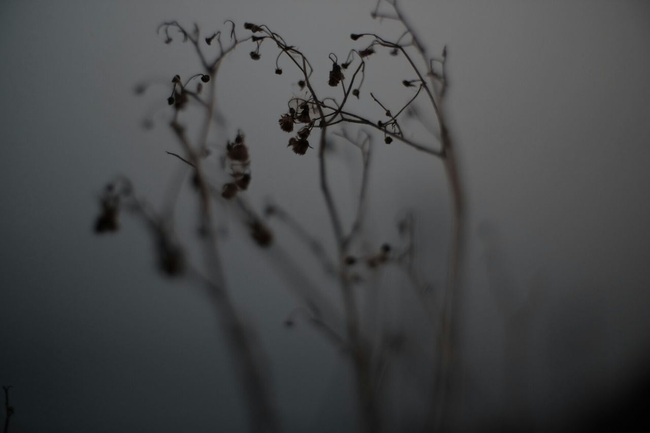Close-up of plants in foggy weather