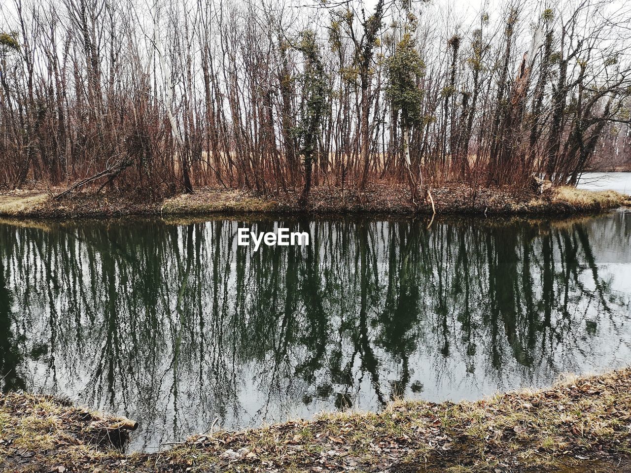 REFLECTION OF TREES ON LAKE