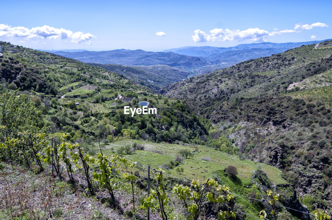 SCENIC VIEW OF TREES AND MOUNTAINS AGAINST SKY