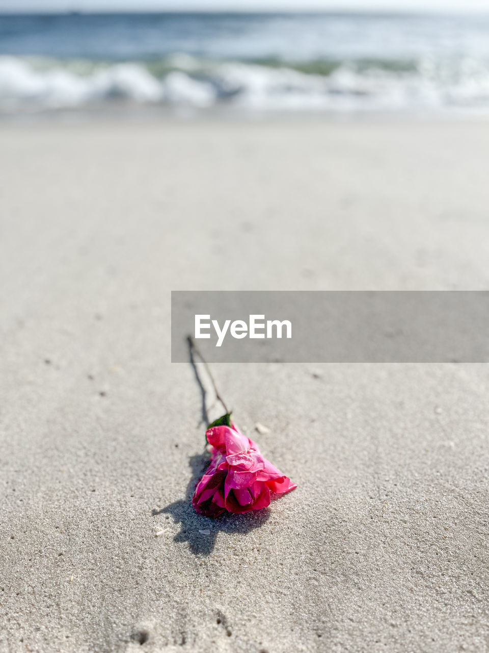 beach, land, sand, sea, water, nature, day, beauty in nature, focus on foreground, no people, outdoors, tranquility, animal, red, close-up, animal wildlife, shore, wave