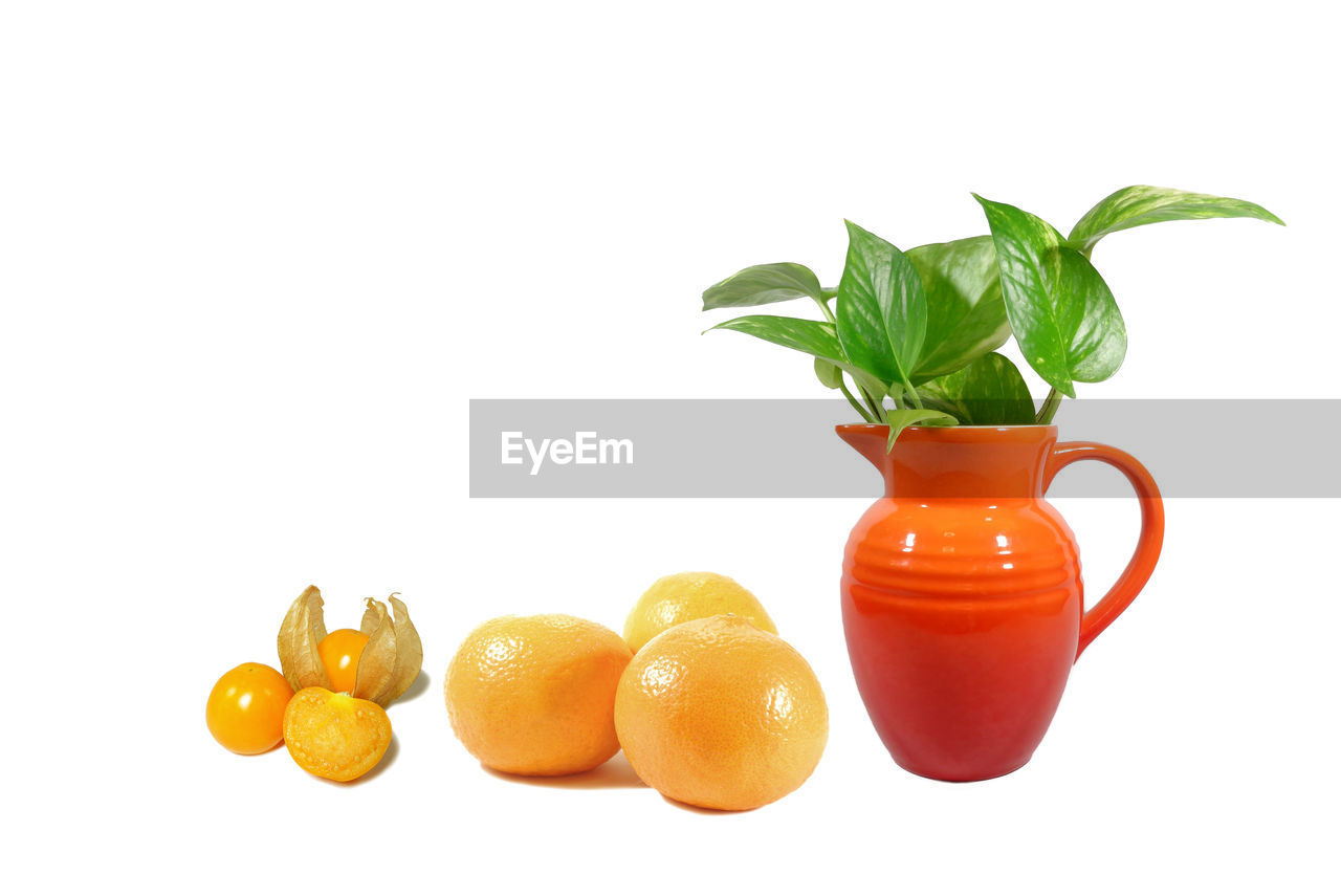 CLOSE-UP OF FRUIT AGAINST WHITE BACKGROUND