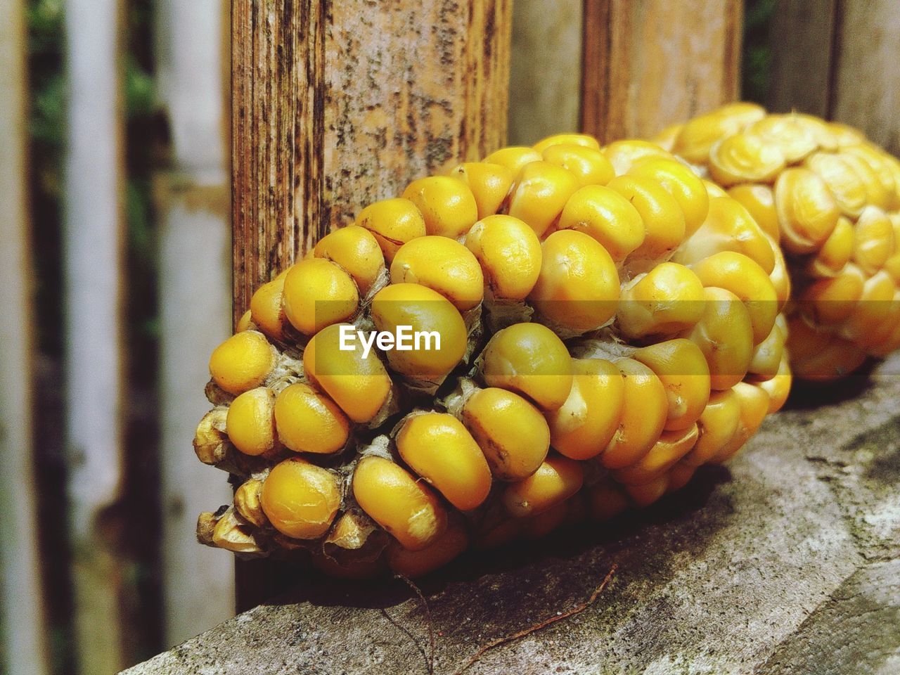 Close-up of corn on wood
