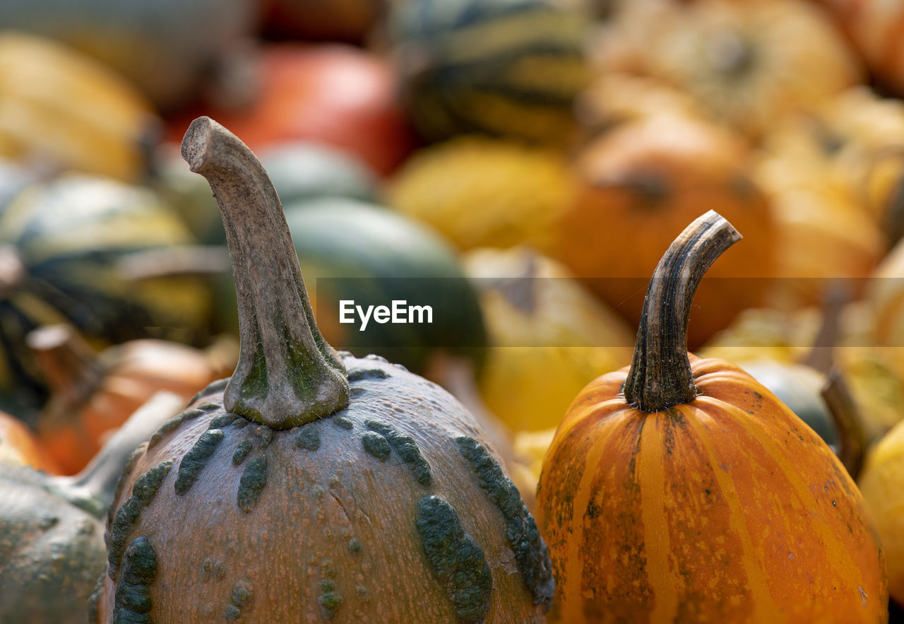 Close-up of pumpkin for sale at market stall