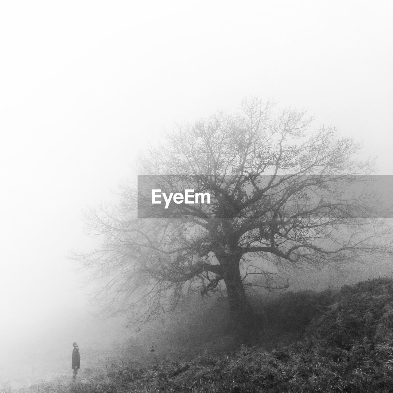 Distance view of man standing in front of bare tree on field during foggy weather