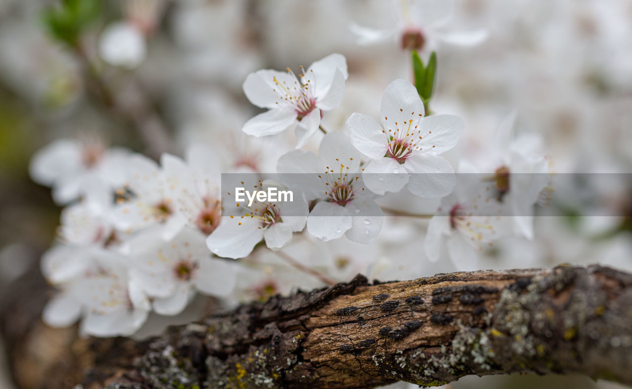 CLOSE-UP OF CHERRY BLOSSOMS