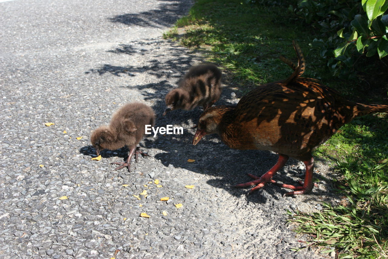 HIGH ANGLE VIEW OF A DUCKS IN A DUCK