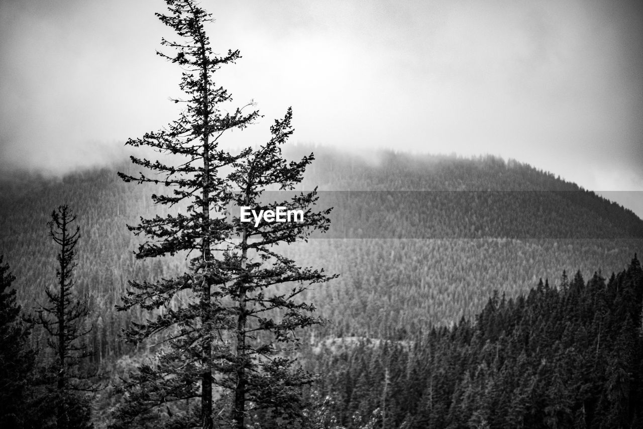 Pine trees on field against sky