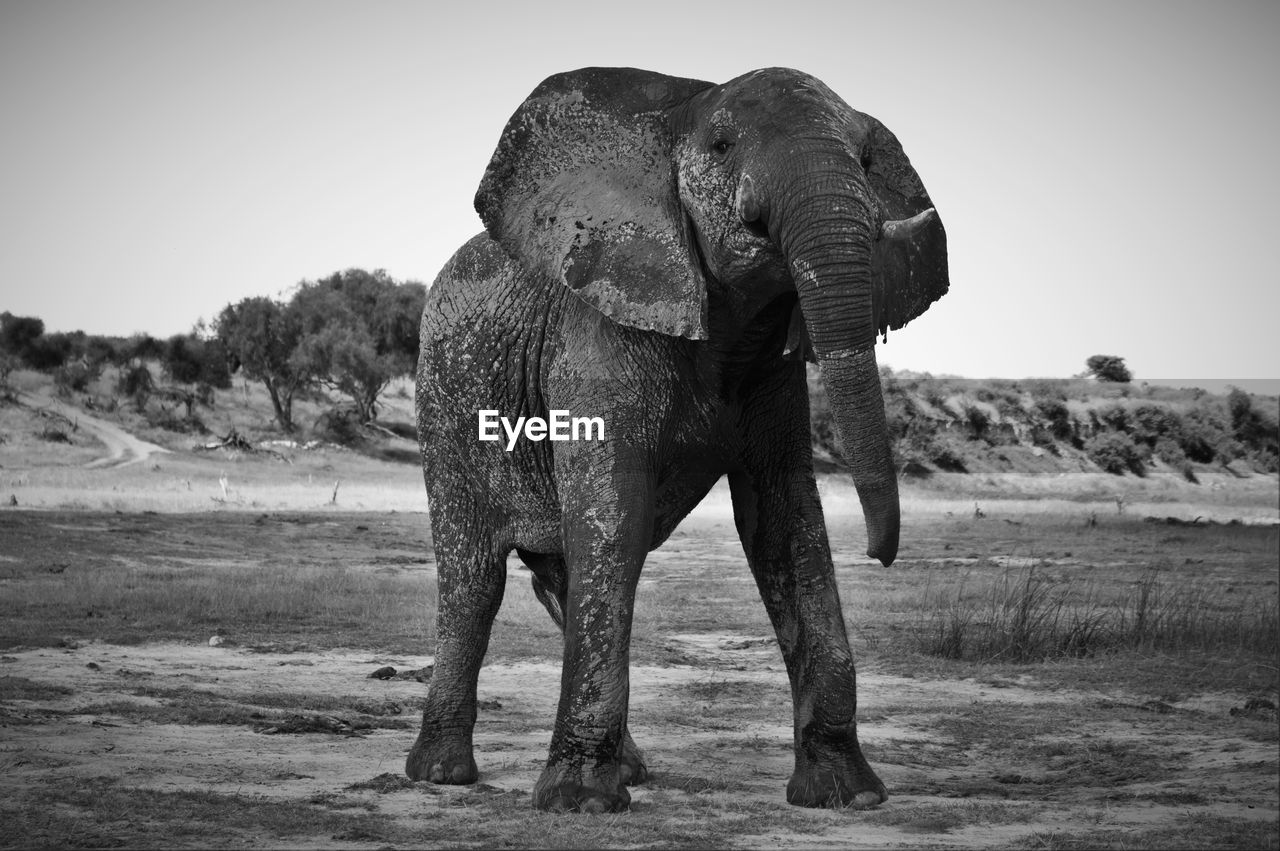 Low angle view of elephant standing against sky