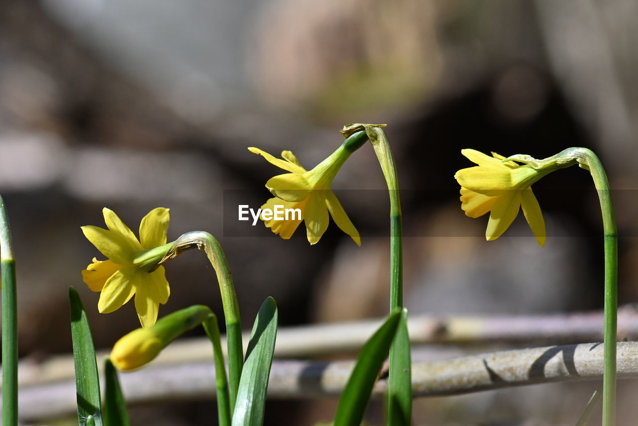 flower, plant, flowering plant, yellow, beauty in nature, freshness, nature, close-up, growth, fragility, flower head, green, petal, plant stem, focus on foreground, no people, macro photography, inflorescence, springtime, narcissus, outdoors, blossom, botany, plant part, selective focus, leaf, day, daffodil