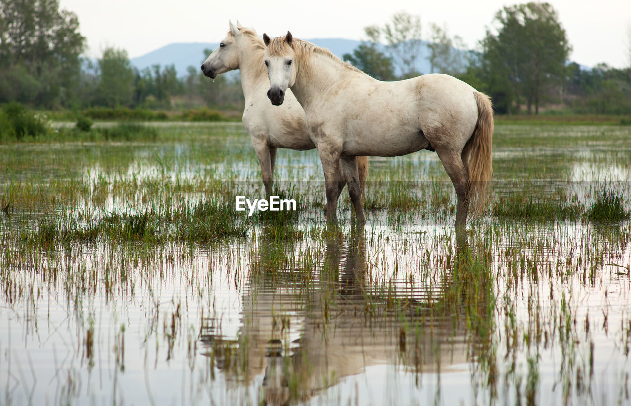 horse standing on field by lake