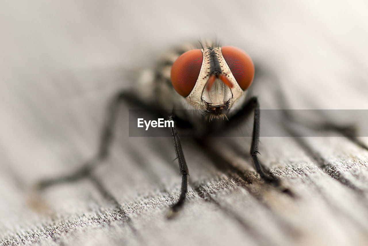 Close-up of fly on wooden plank