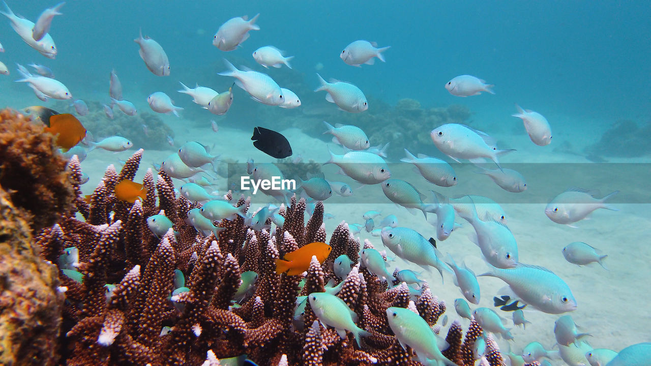 Coral reef underwater with tropical fish. hard and soft corals, underwater landscape. 