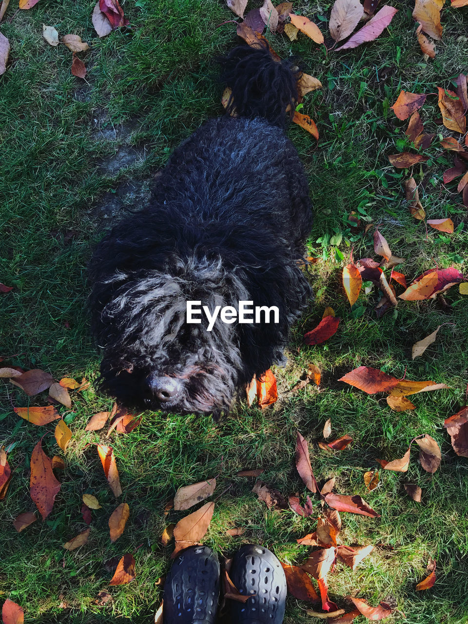 HIGH ANGLE VIEW OF DOG RELAXING ON FIELD DURING AUTUMN
