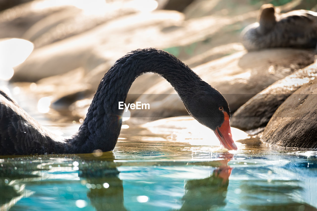 A black swan in a lake