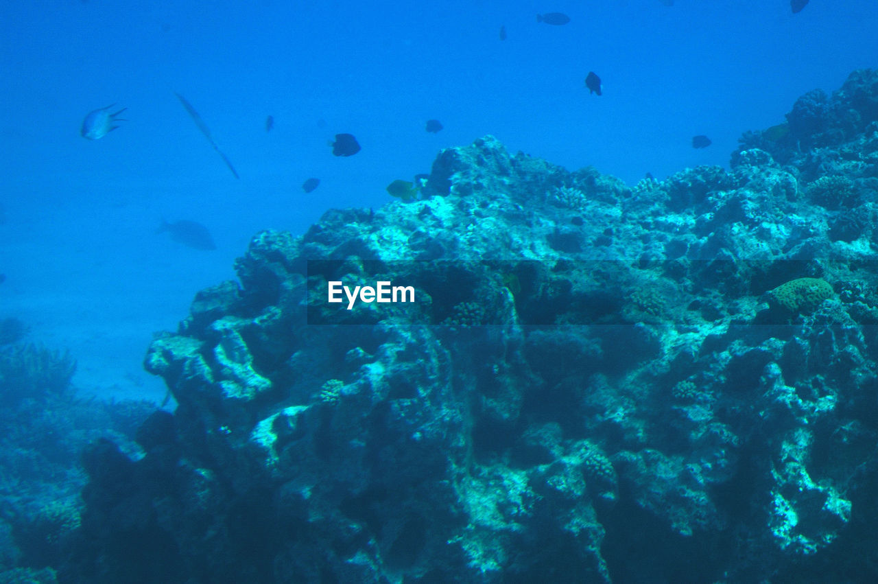 UNDERWATER VIEW OF FISH