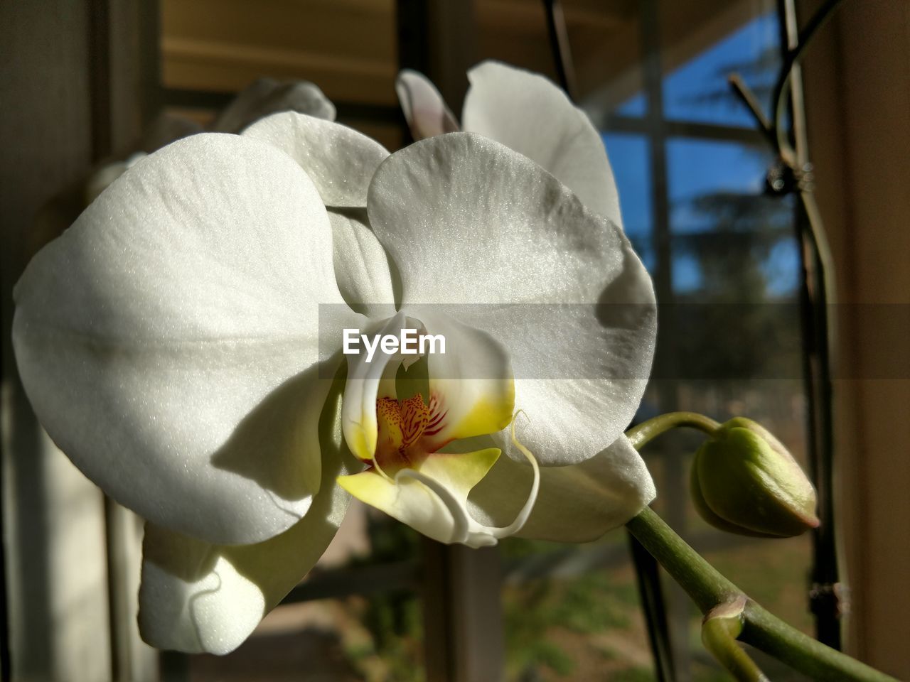 CLOSE-UP OF WHITE FLOWER BLOOMING