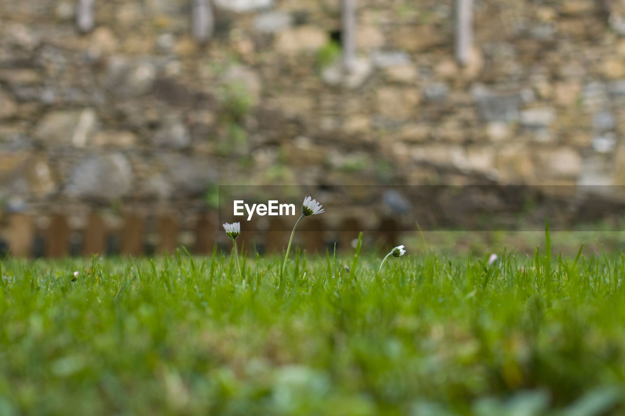 BIRD FLYING OVER GRASS