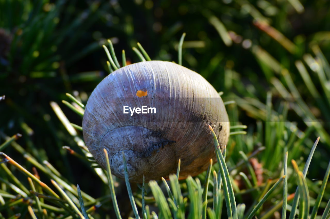 CLOSE-UP OF A WILD MUSHROOM