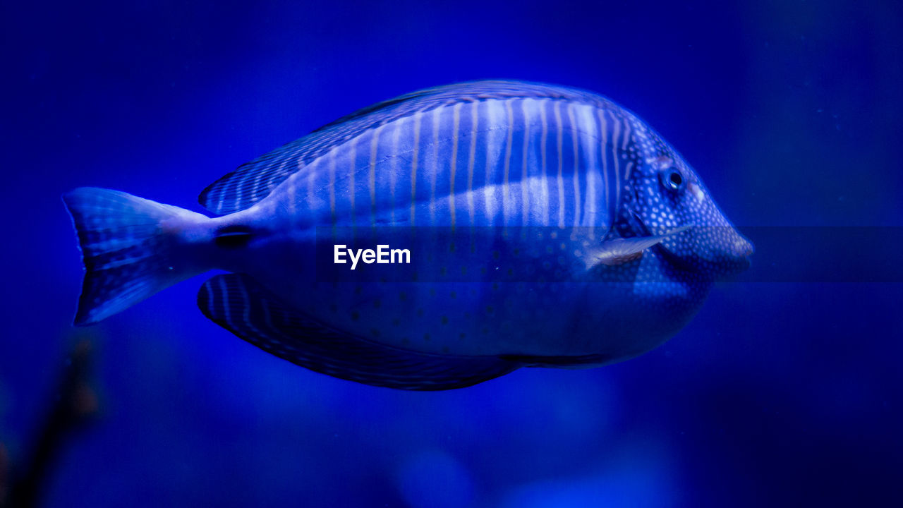 Close-up of fish swimming in sea