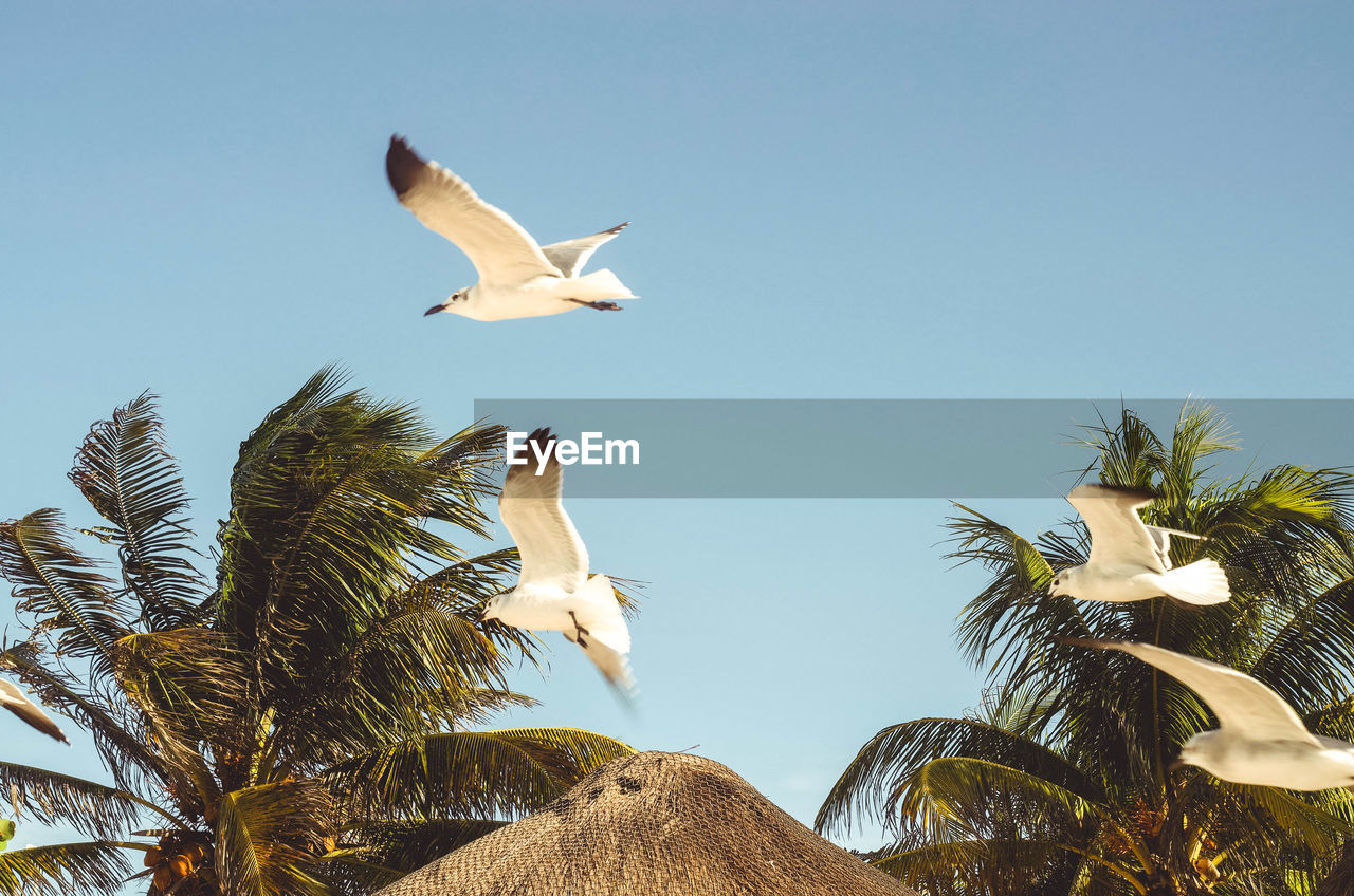 LOW ANGLE VIEW OF SEAGULLS FLYING AGAINST SKY