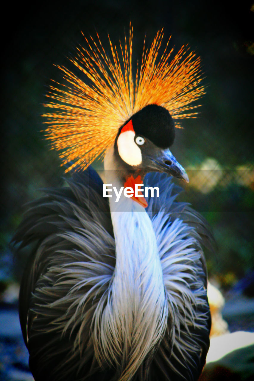 Close-up of grey crowned crane at zoo