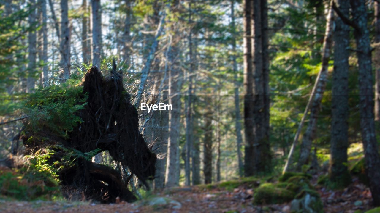 TREE TRUNK IN FOREST