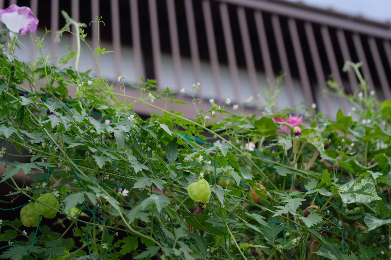 CLOSE-UP OF FLOWERING PLANTS GROWING IN FENCE