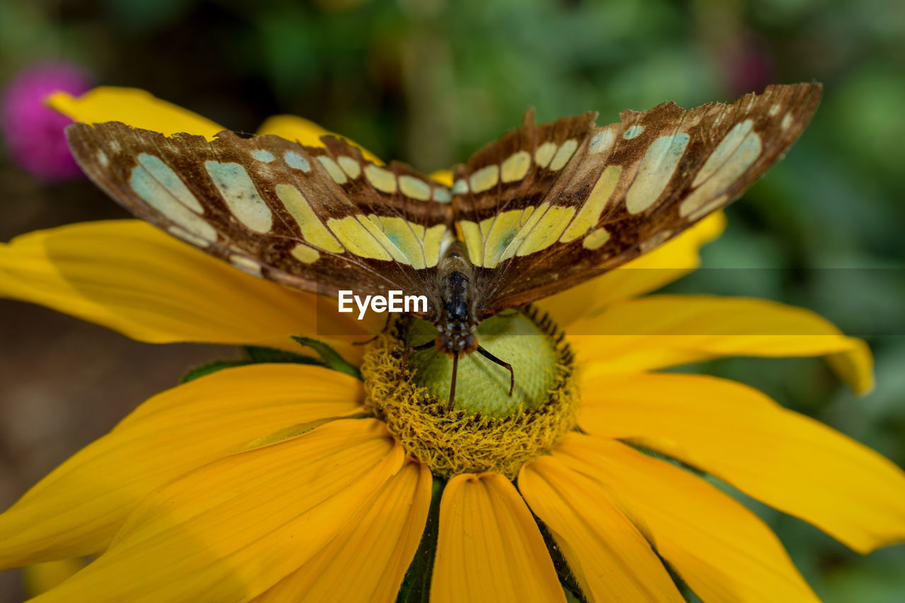 Close-up of butterfly pollinating on yellow flower