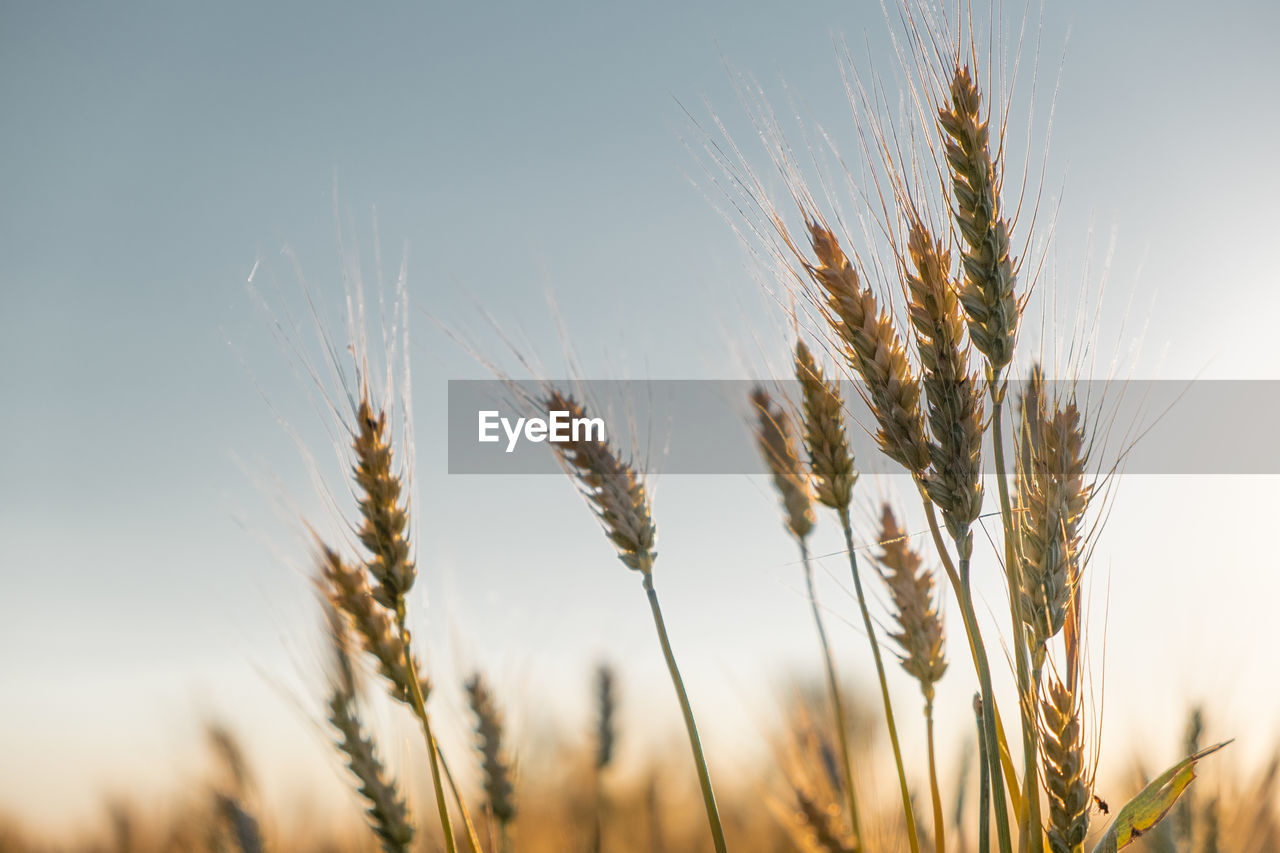 Close-up of wheat growing on field against sky