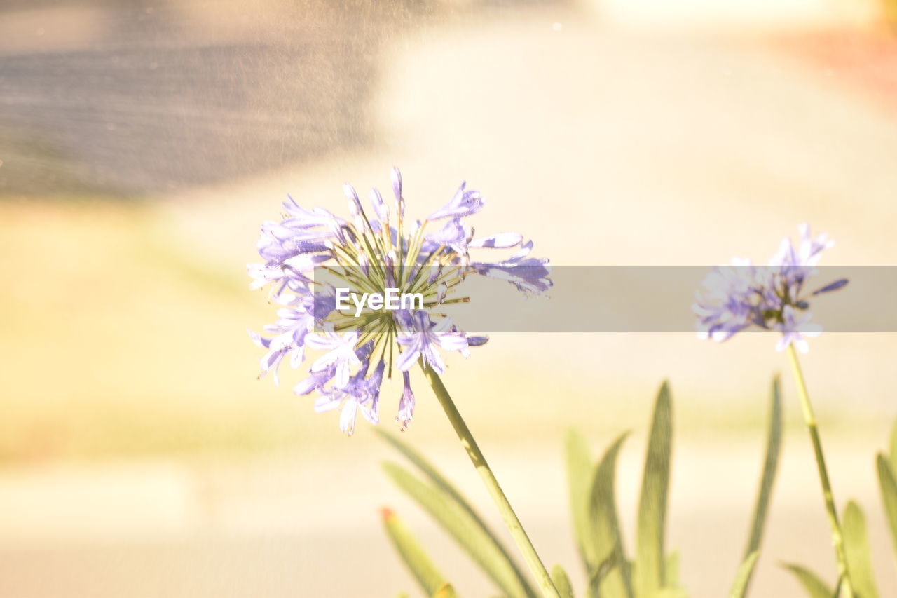 CLOSE-UP OF PURPLE FLOWER ON FIELD