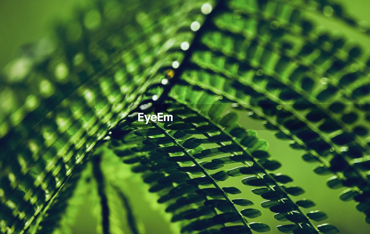 Detail shot of fern leaves