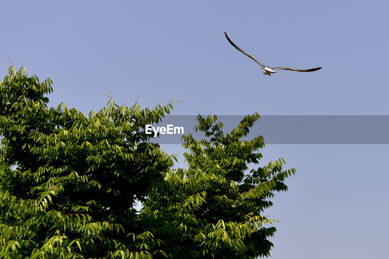 LOW ANGLE VIEW OF BIRD FLYING