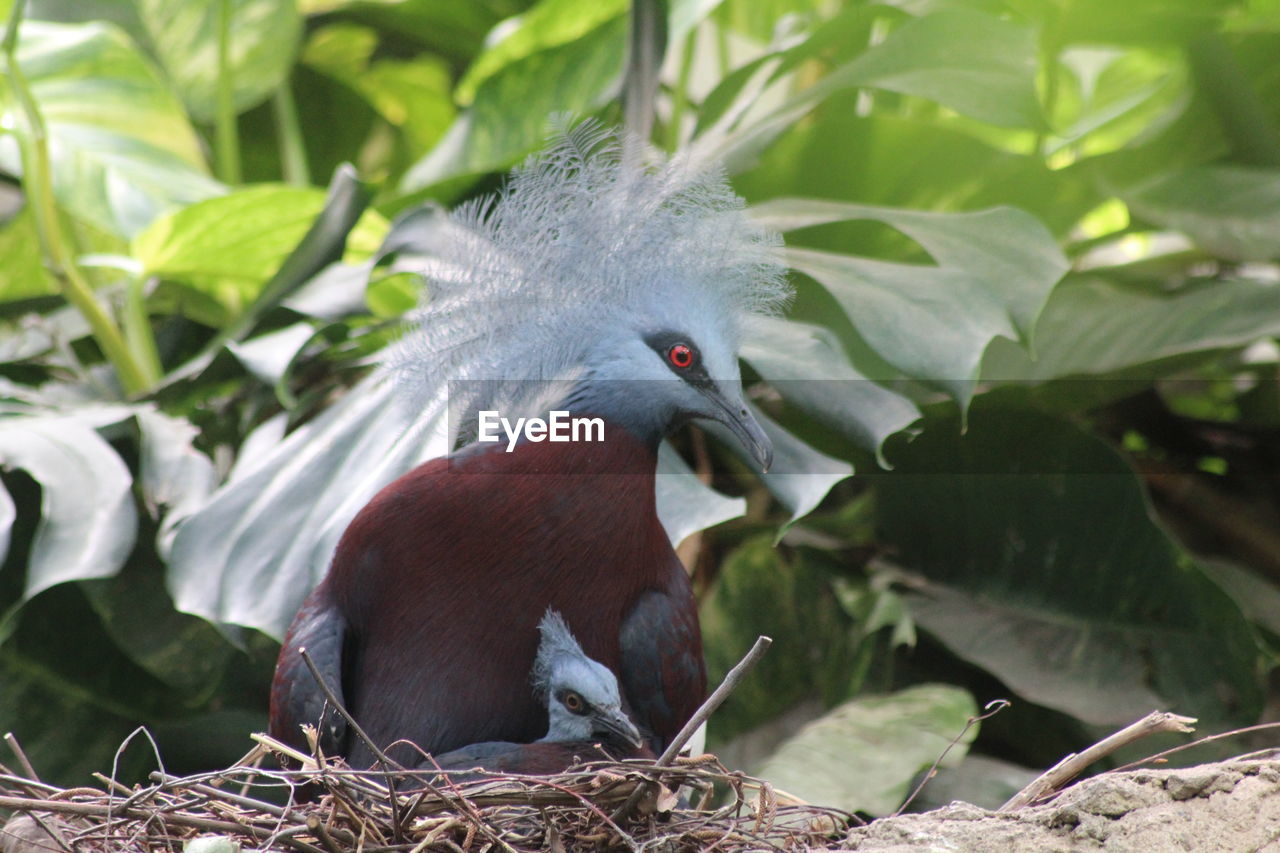 Close-up of a bird perching on plant