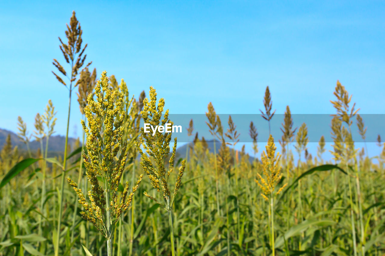 Close-up of crops growing on field against blue sky