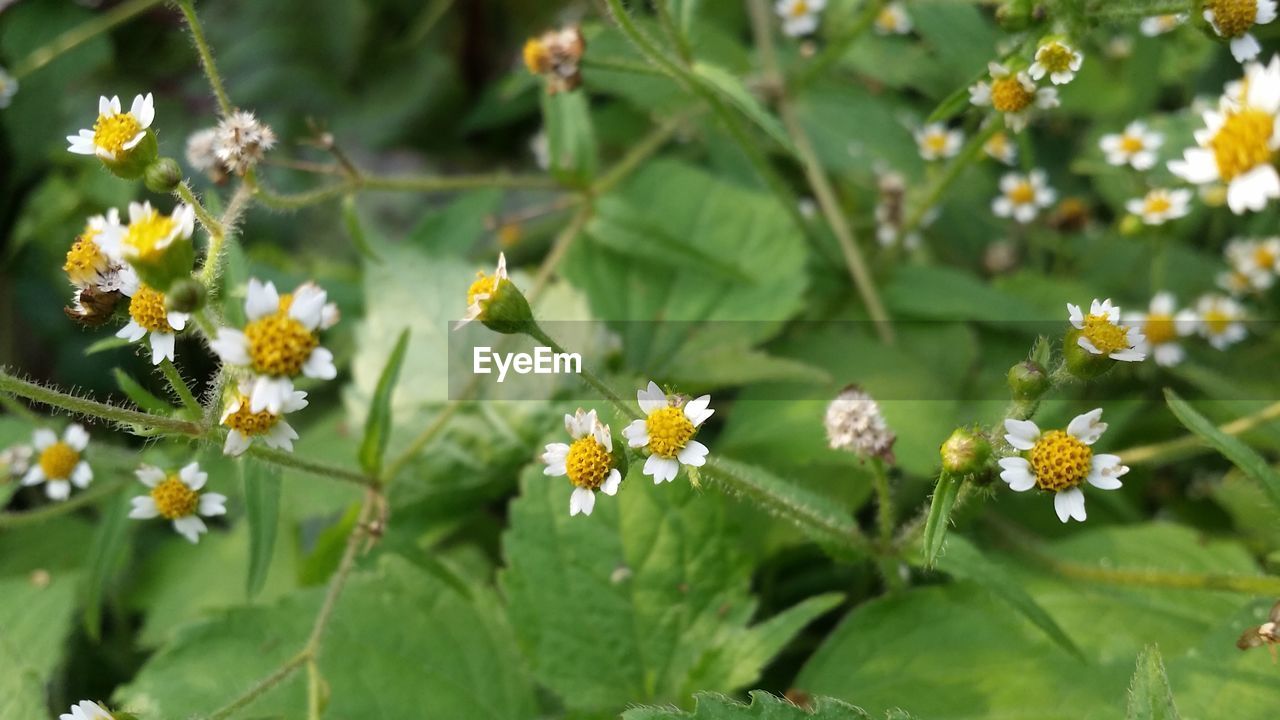 CLOSE-UP OF WHITE FLOWERS GROWING ON PLANT