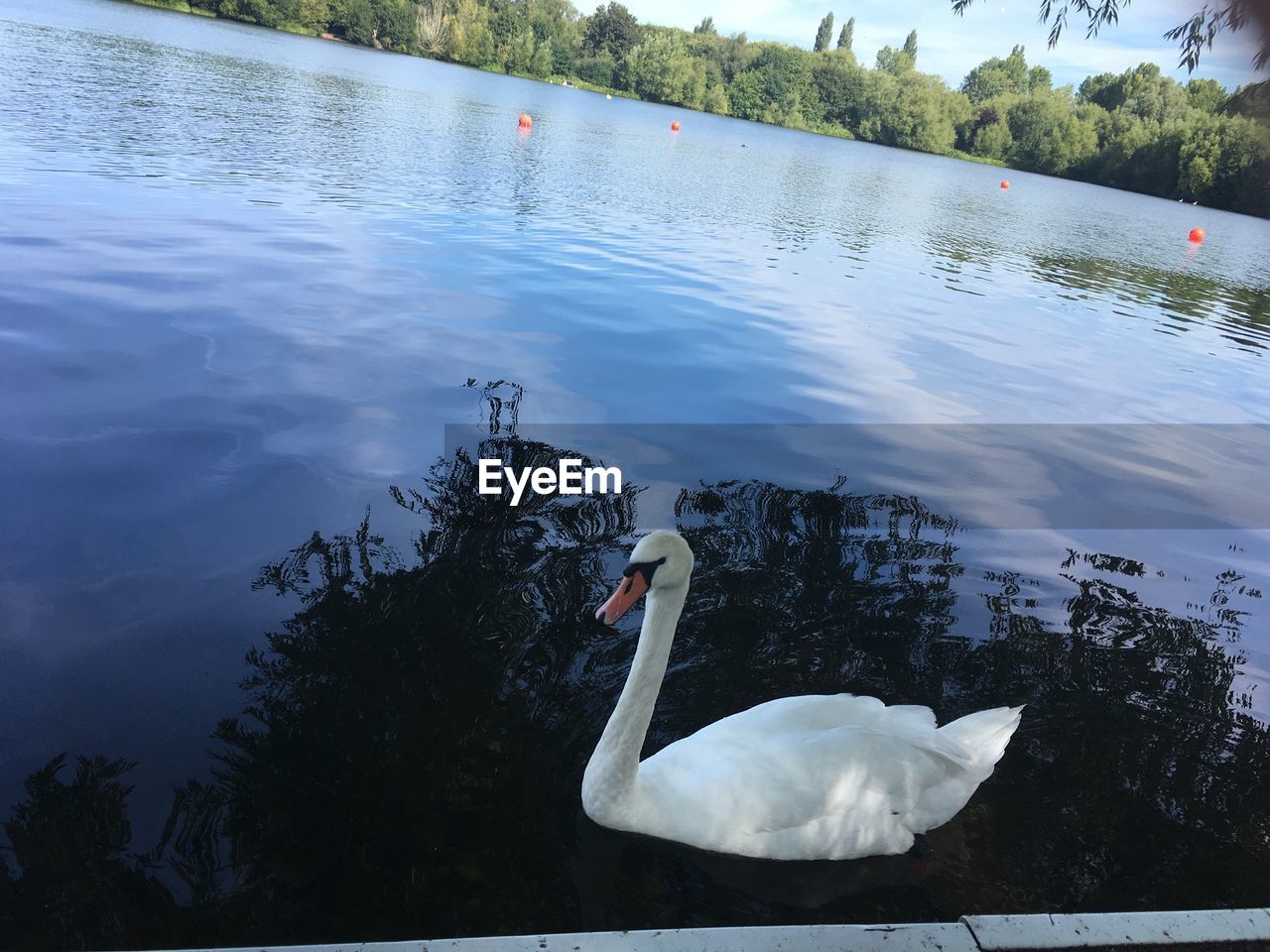 SWAN SWIMMING ON LAKE