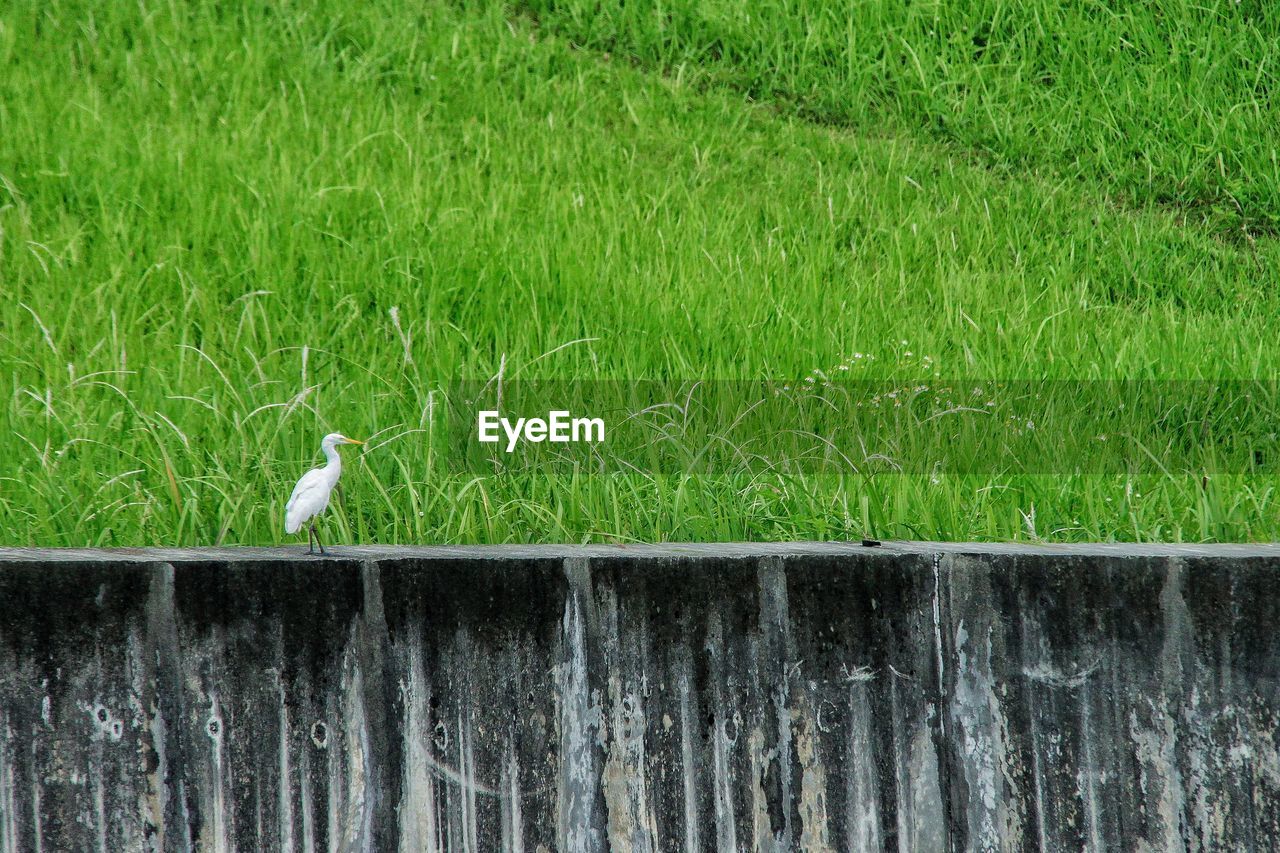 Bird perching on a fence