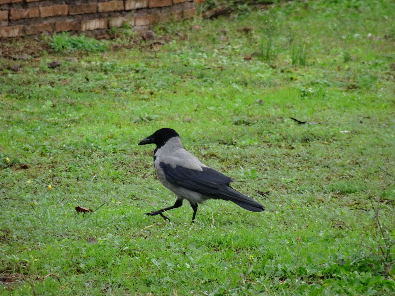 Bird on grassy field