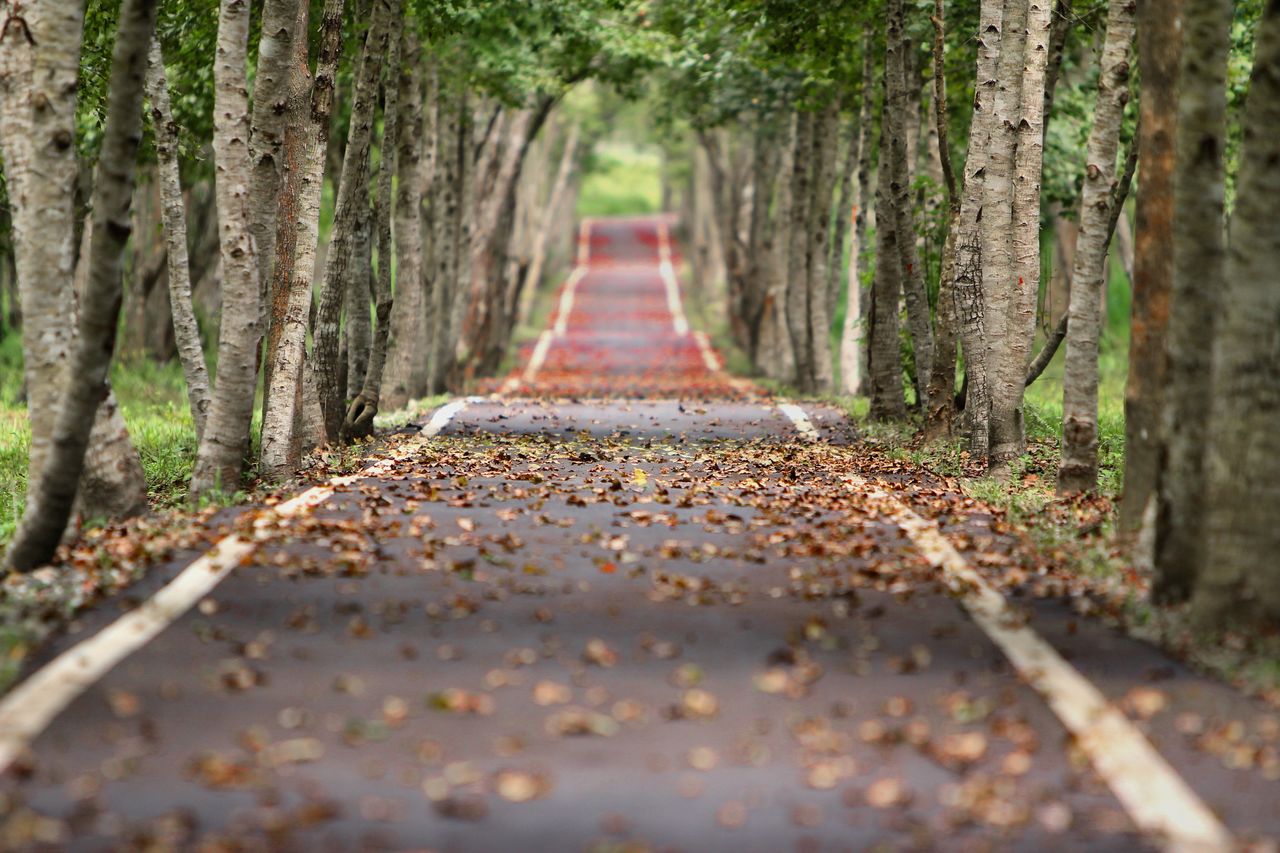 tree, plant, the way forward, autumn, forest, nature, diminishing perspective, land, leaf, plant part, tree trunk, footpath, trunk, no people, vanishing point, day, tranquility, transportation, beauty in nature, outdoors, sunlight, selective focus, woodland, green, natural environment, road, growth, tranquil scene, non-urban scene, track, landscape, scenics - nature, surface level, environment