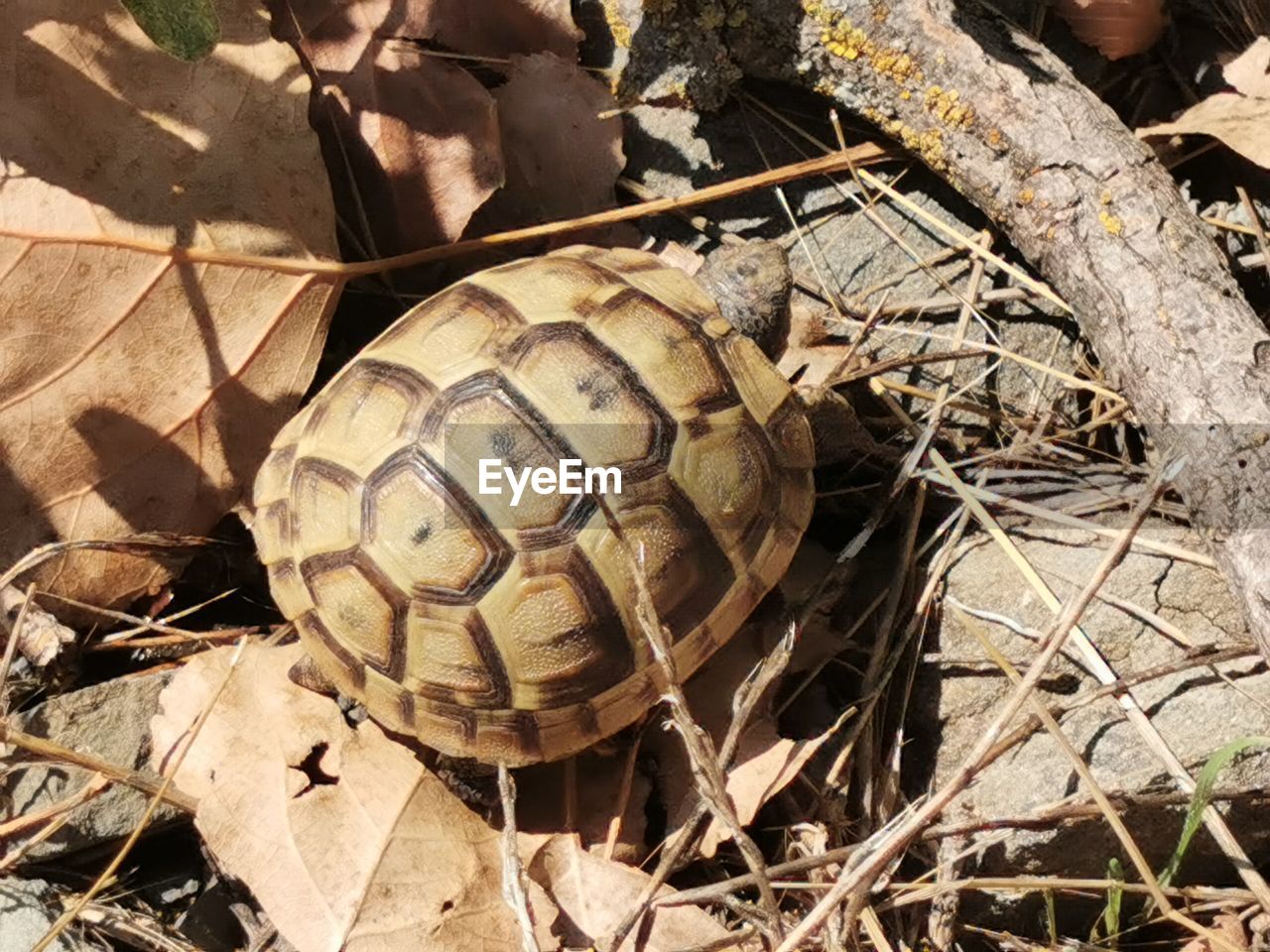 HIGH ANGLE VIEW OF A SHELL ON A FIELD