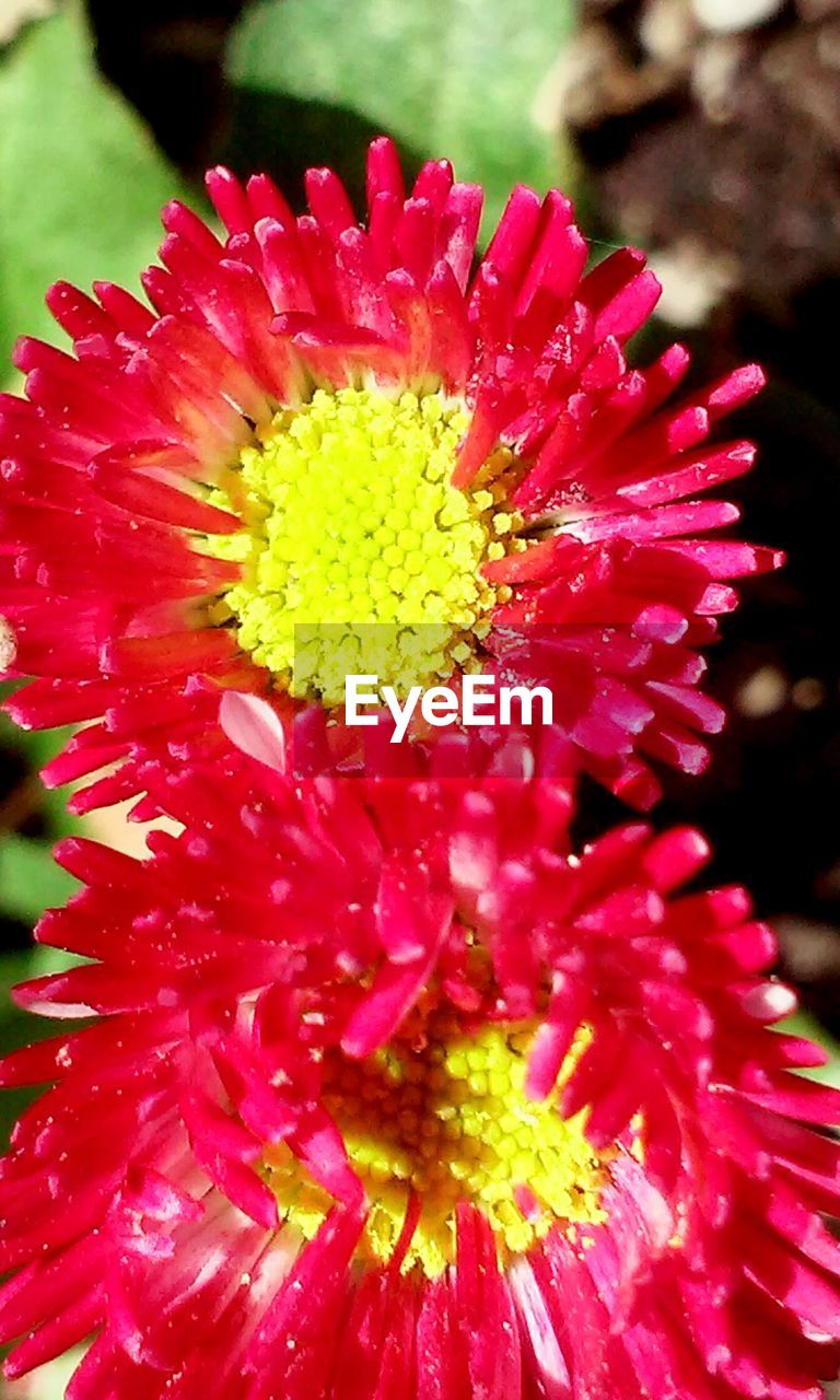 CLOSE-UP OF FRESH RED FLOWER BLOOMING IN PARK